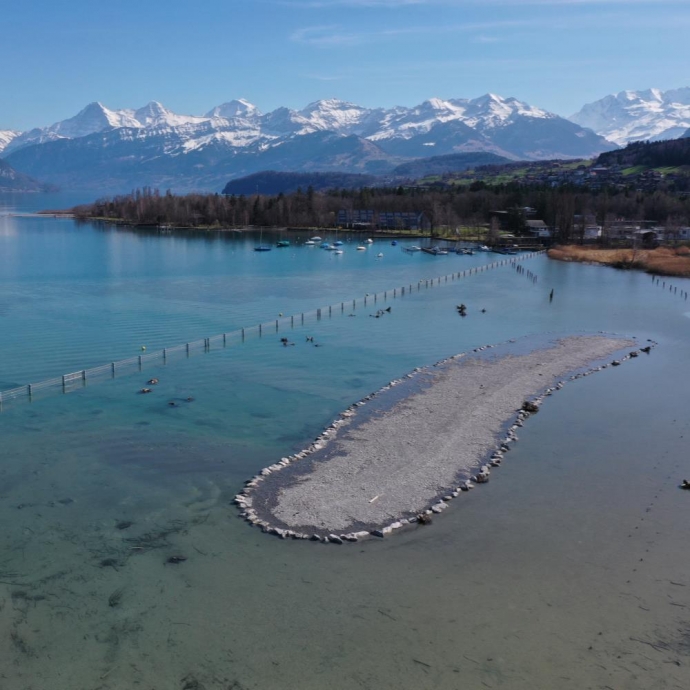 Schilfschutzmassnahmen Thunersee, Naturschutzgebiet Gwattlischenmoos und Weissenau