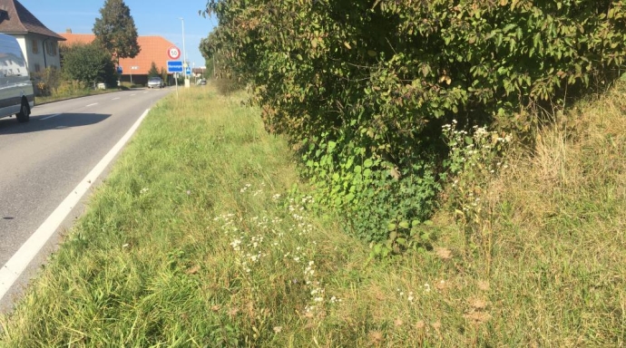 Sanierung Freiburgstrasse Wangental Oberwangen - Bild 3