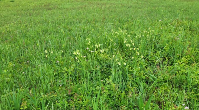 Aufwertung Naturschutzgebiet Meienriedloch - Bild 2