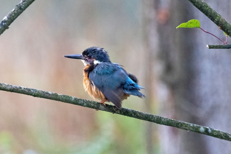 Eisvogel_1
