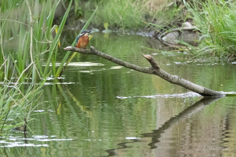 Eisvogel_2