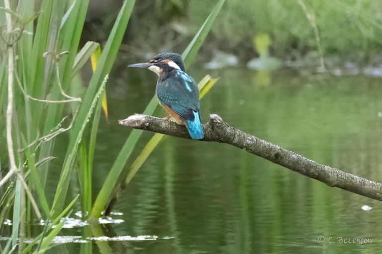 Eisvogel_3