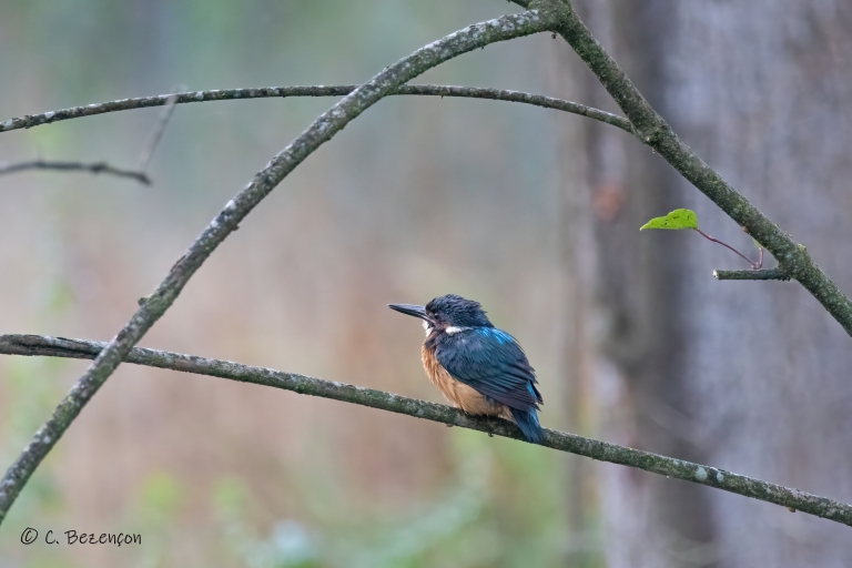 Eisvogel_4