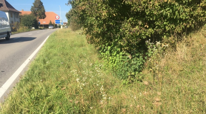 Sanierung Freiburgstrasse Wangental Oberwangen - Bild 3